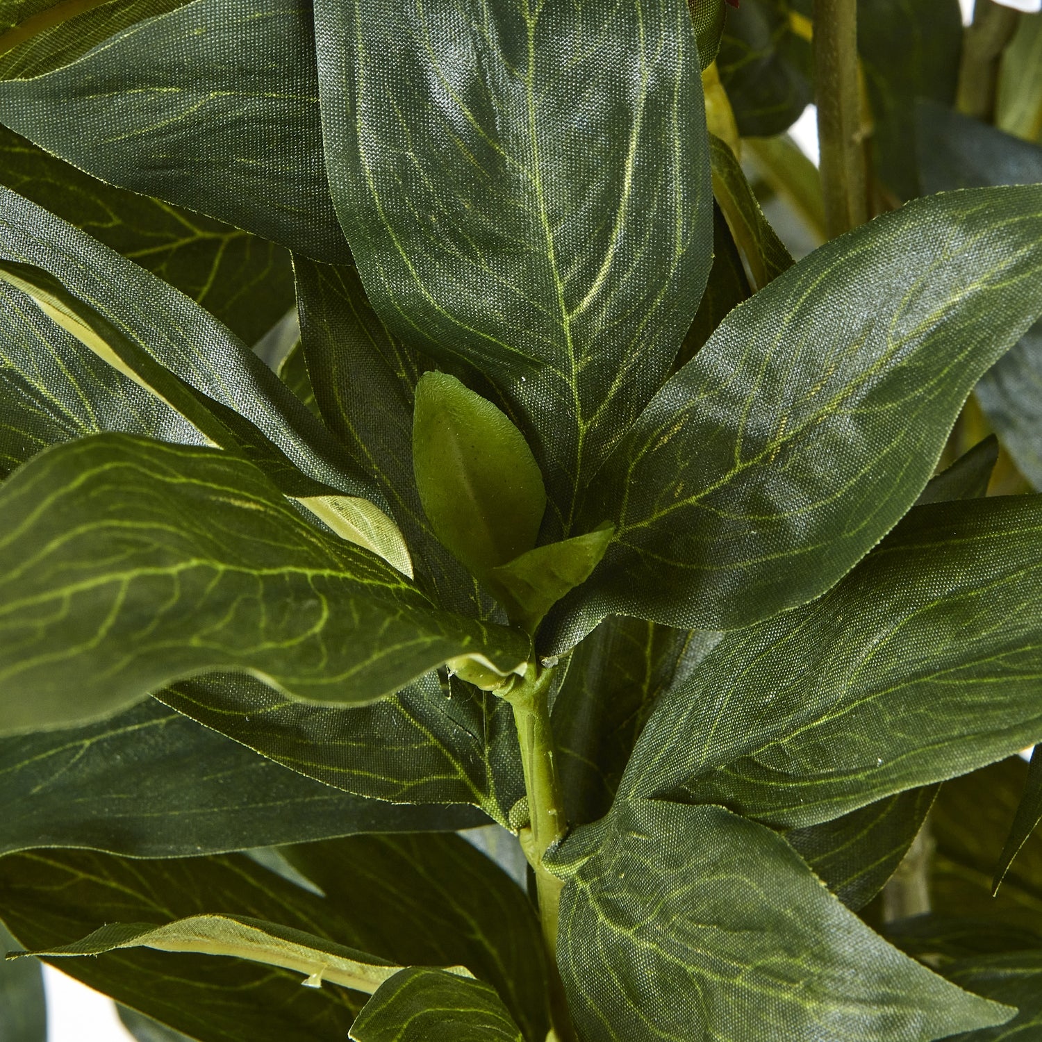 Large White Peony Plant In Pot - Skandi London