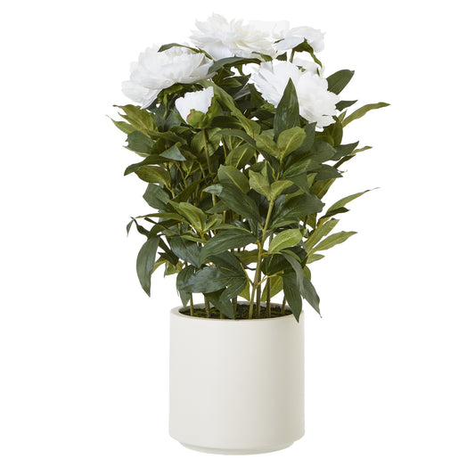 Large White Peony Plant In Pot - Skandi London