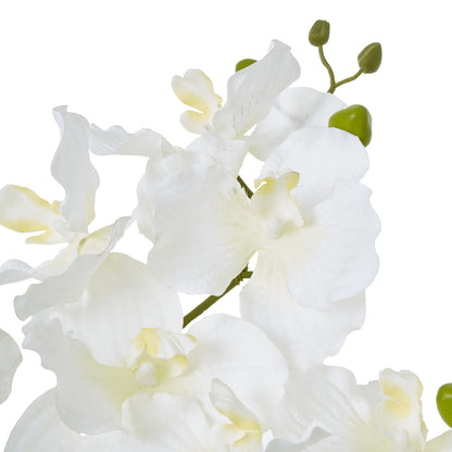 White Vanda Orchid Plant In Ceramic Pot - Skandi London