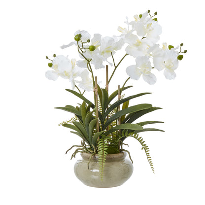 White Vanda Orchid Plant In Ceramic Pot - Skandi London