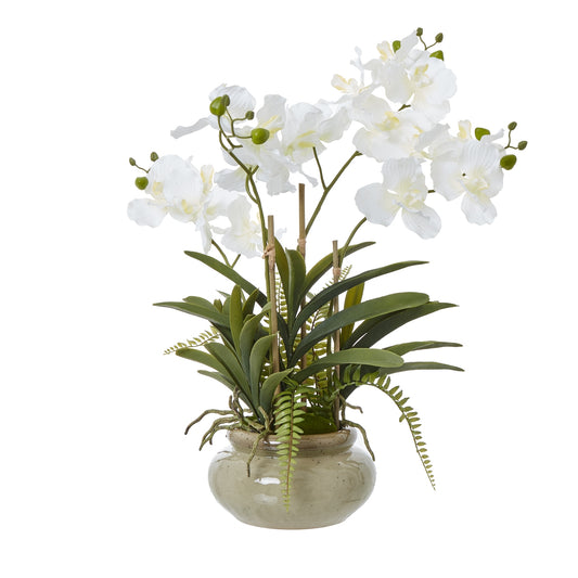 White Vanda Orchid Plant In Ceramic Pot - Skandi London
