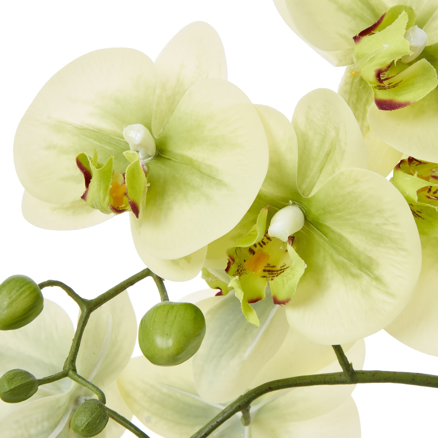 Medium Green Orchid In Ceramic Pot - Skandi London