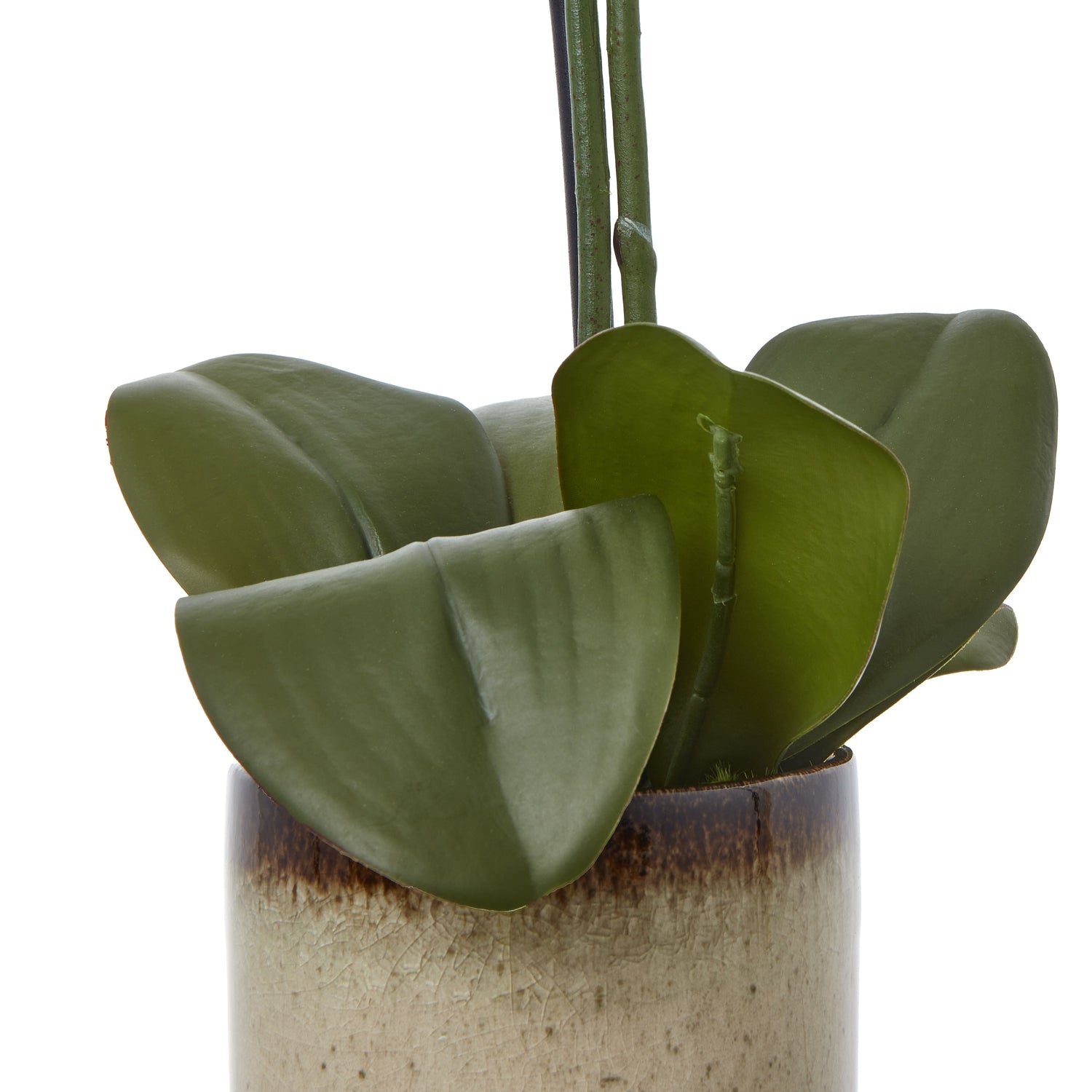 Medium Green Orchid In Ceramic Pot - Skandi London