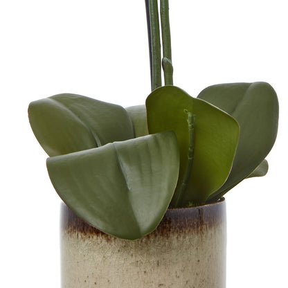 Medium Green Orchid In Ceramic Pot - Skandi London