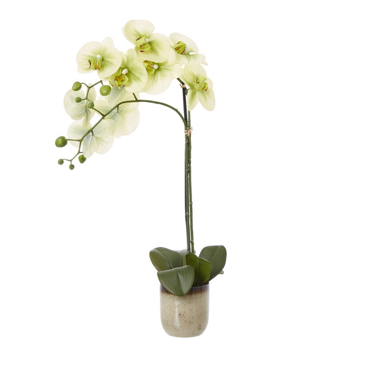 Medium Green Orchid In Ceramic Pot - Skandi London