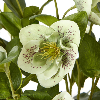 Green Hellebore Plant In Taupe Pot - Skandi London