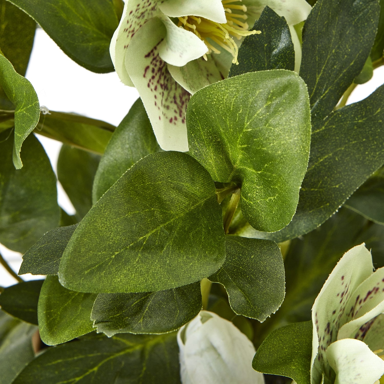 Green Hellebore Plant In Taupe Pot - Skandi London