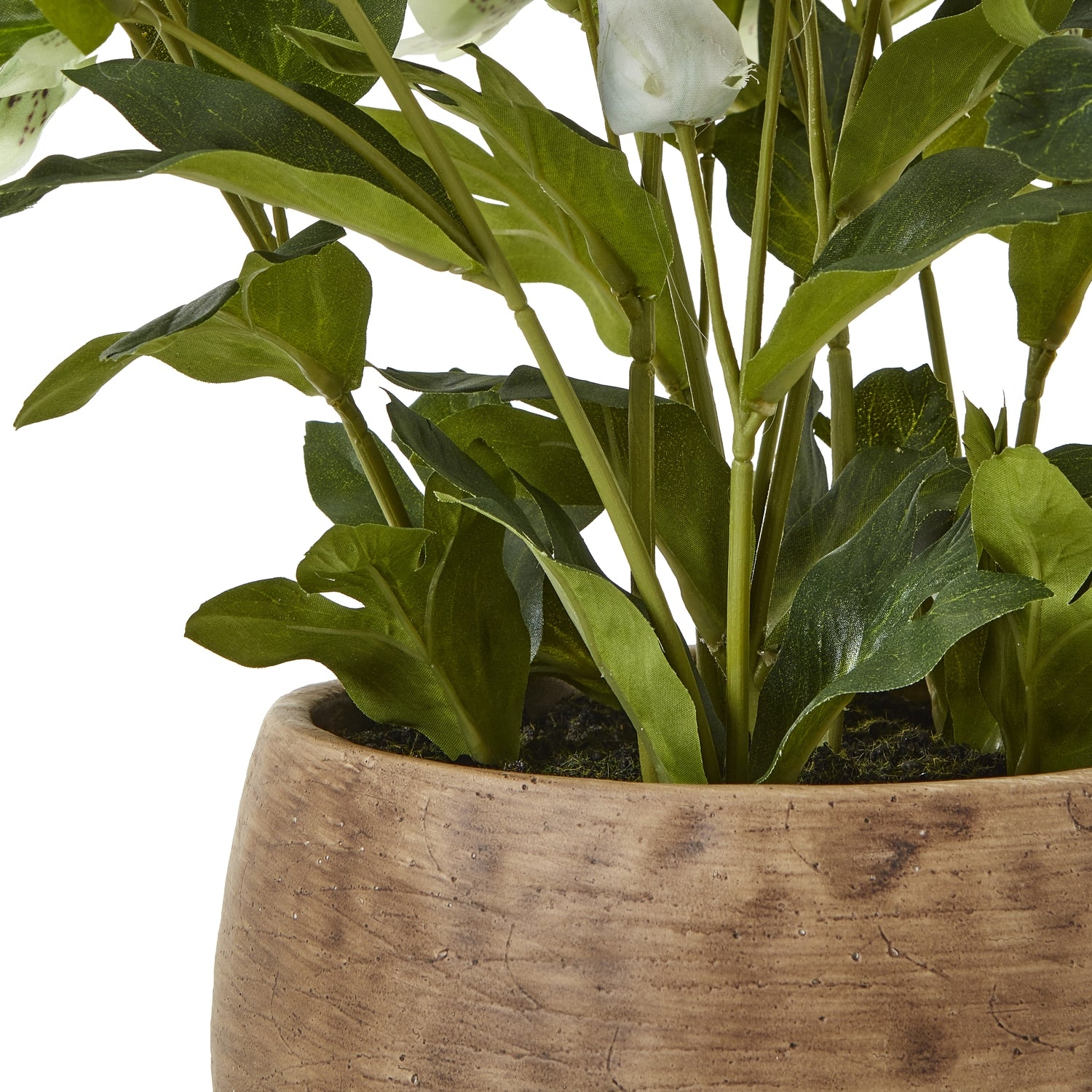 Green Hellebore Plant In Taupe Pot - Skandi London