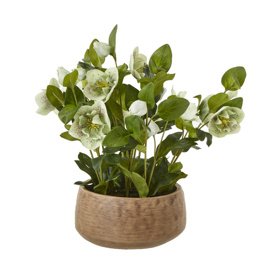 Green Hellebore Plant In Taupe Pot - Skandi London