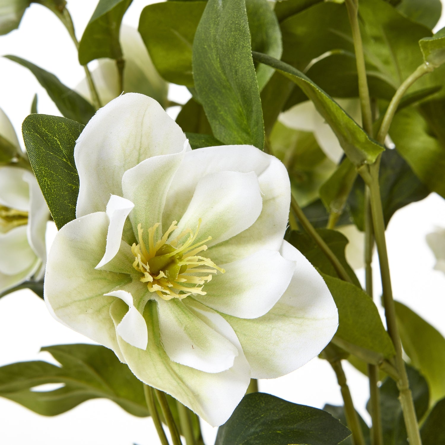 White Hellebore Plant In Grey Pot - Skandi London
