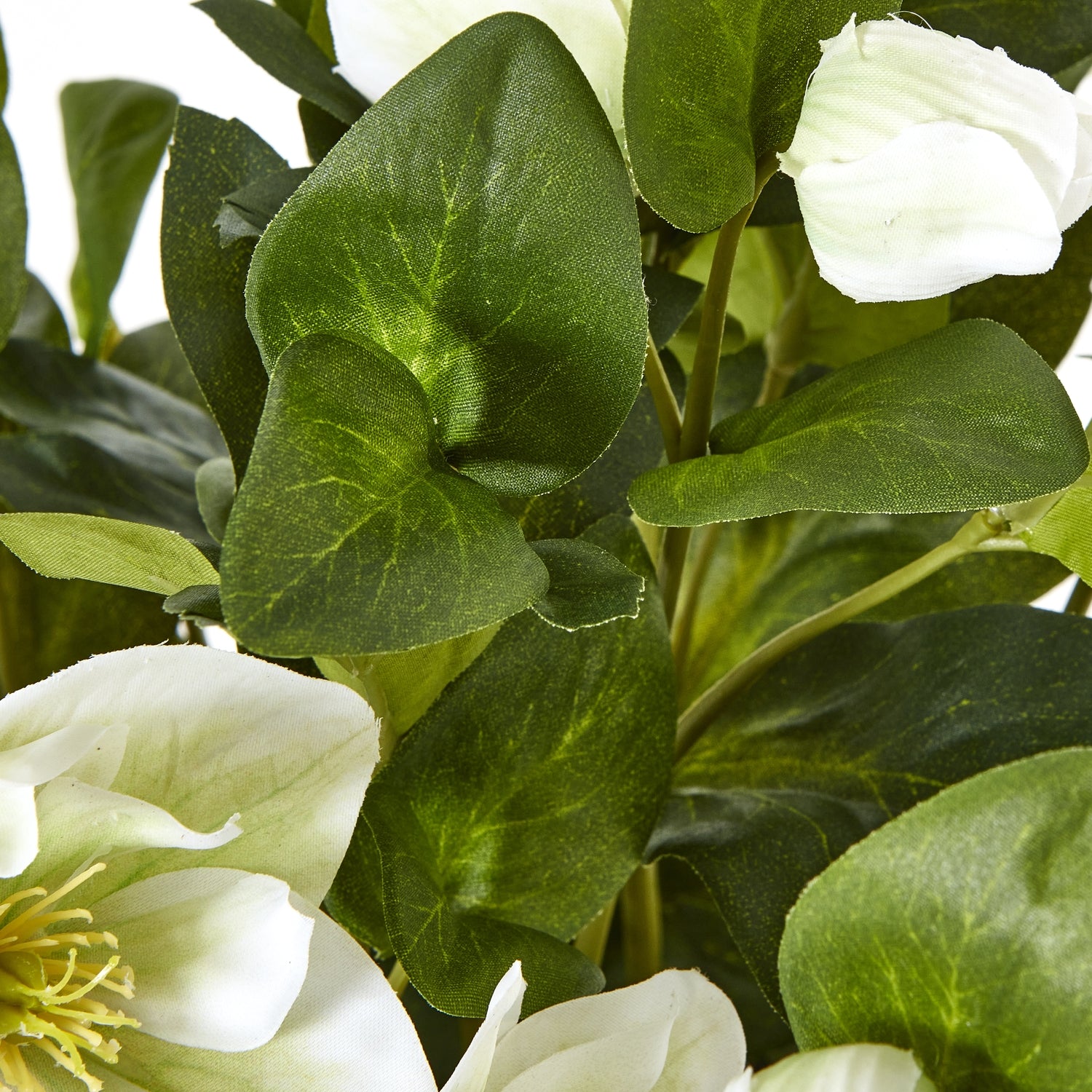 White Hellebore Plant In Grey Pot - Skandi London