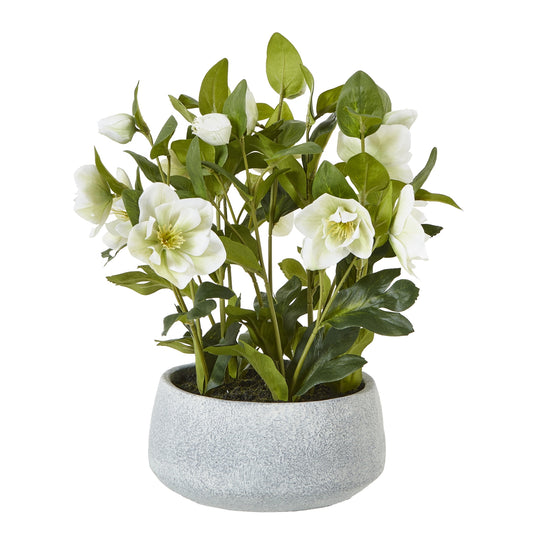 White Hellebore Plant In Grey Pot - Skandi London