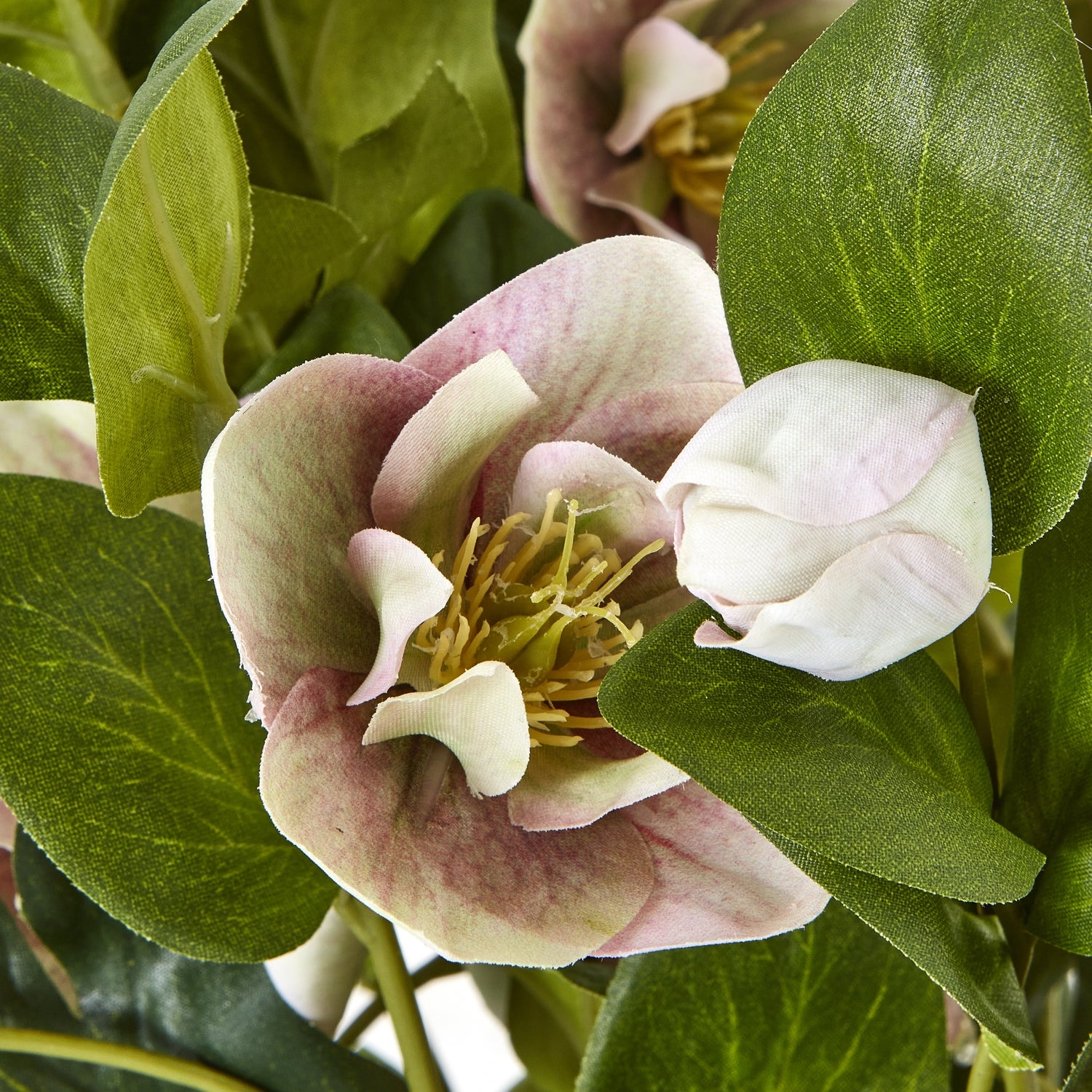 Variegated Pink Hellebore Plant In Grey Pot - Skandi London