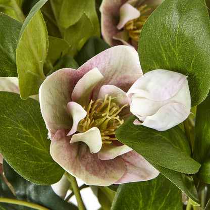 Variegated Pink Hellebore Plant In Grey Pot - Skandi London