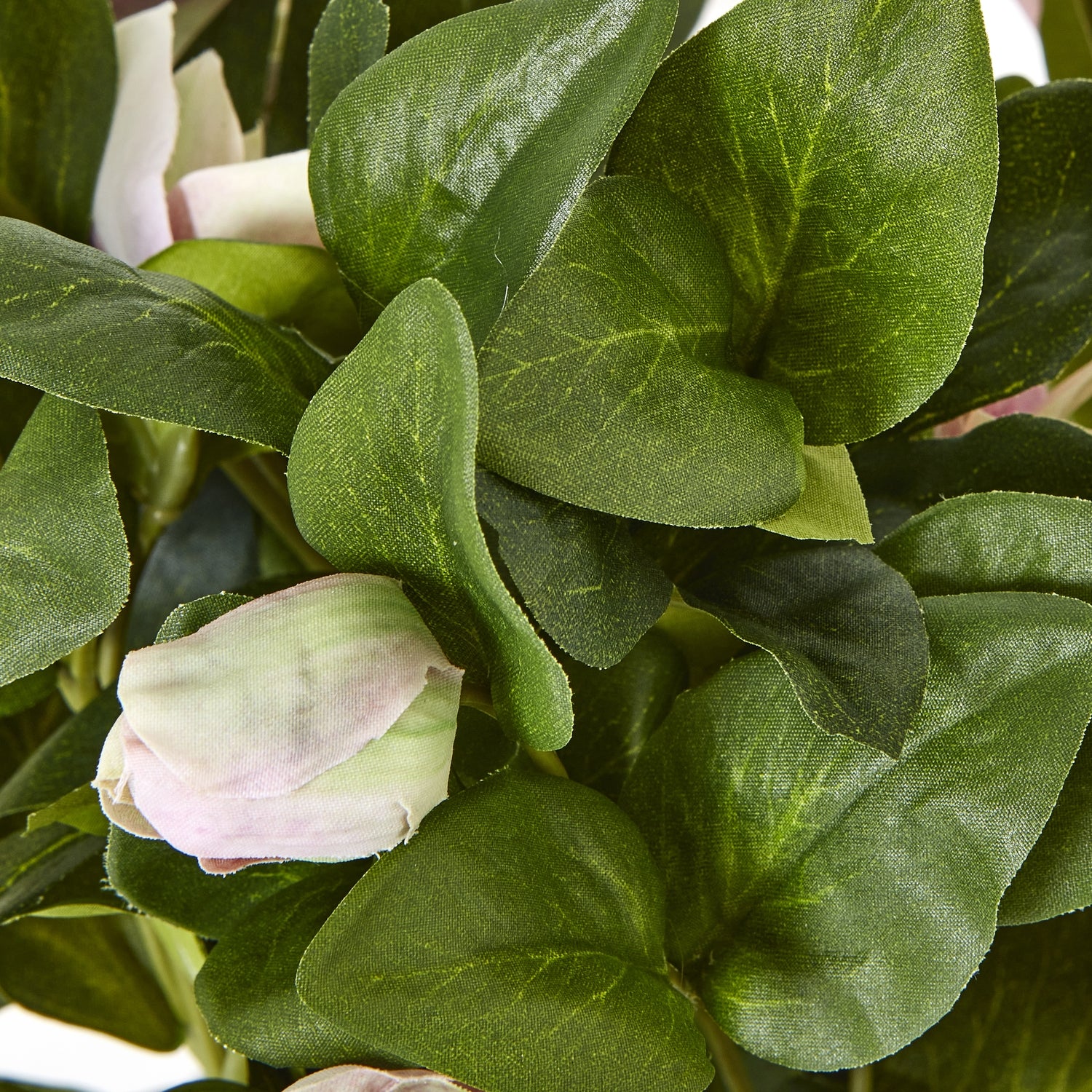 Variegated Pink Hellebore Plant In Grey Pot - Skandi London
