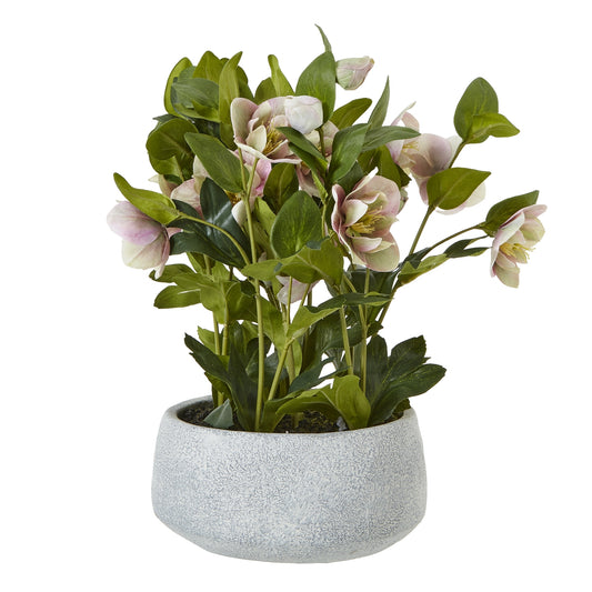 Variegated Pink Hellebore Plant In Grey Pot - Skandi London