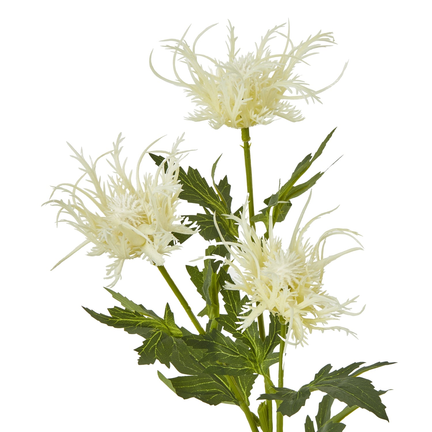 Cream Sea Holly Spray - Skandi London