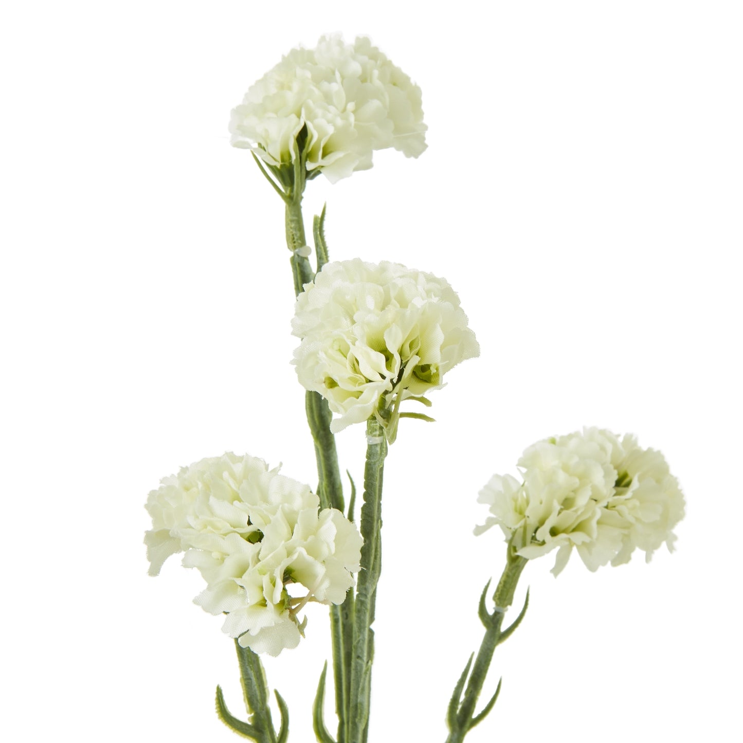 Cream Statice Spray - Skandi London