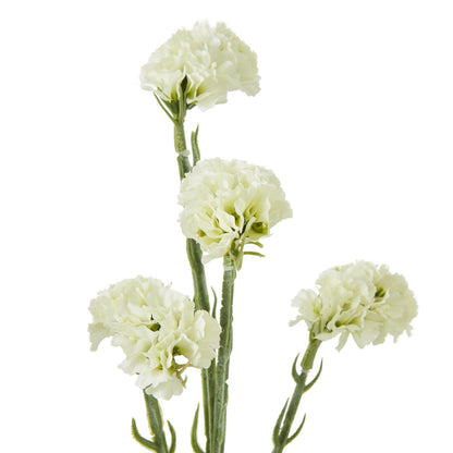 Cream Statice Spray - Skandi London