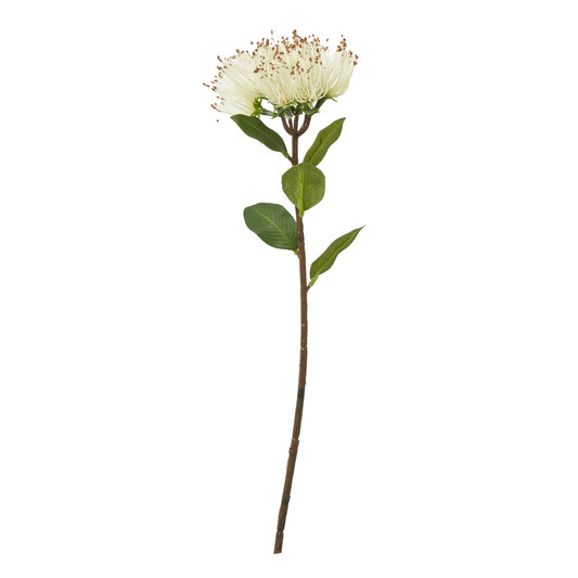 Cream Protea Nitida Stem - Skandi London