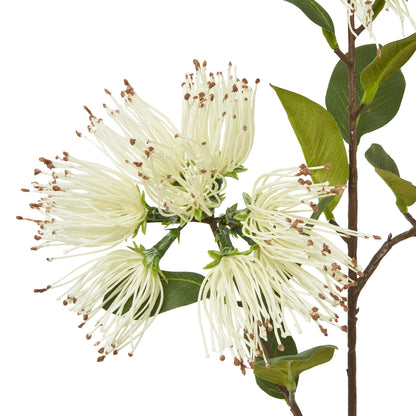 Cream Protea Nitida Spray - Skandi London