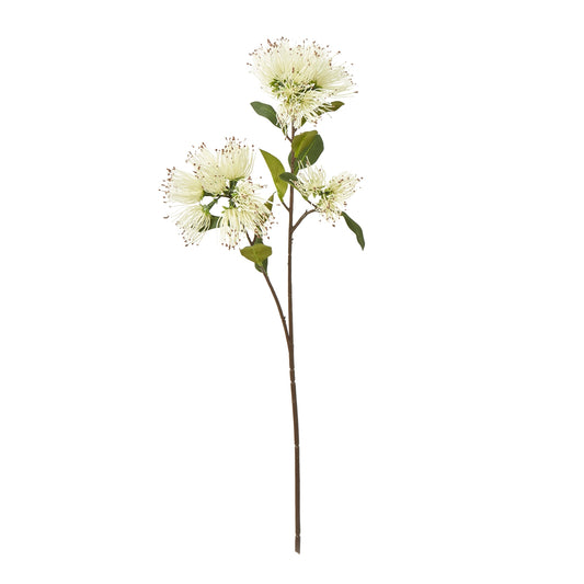 Cream Protea Nitida Spray - Skandi London