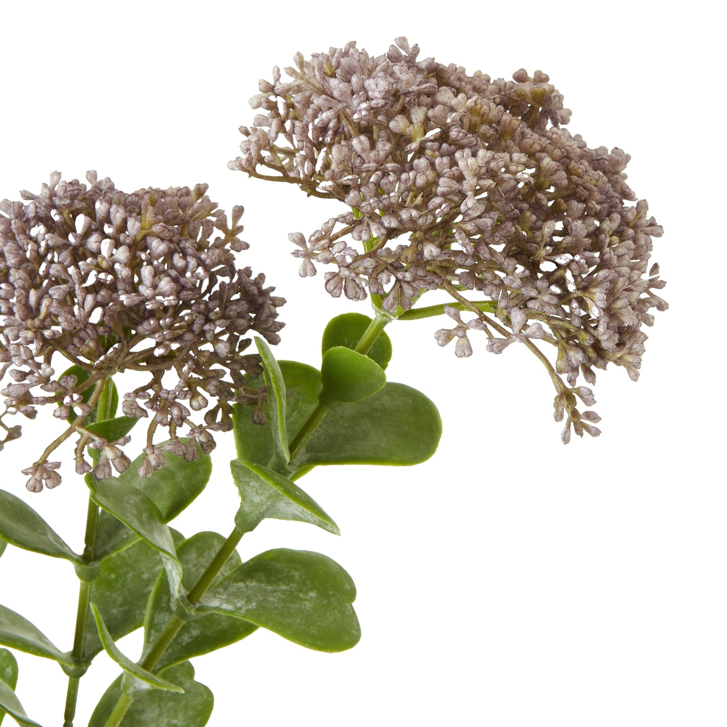Purple Sedum Spray - Skandi London