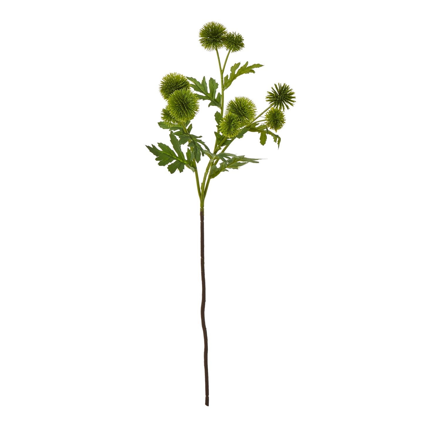 Green Globe Thistle Spray - Skandi London