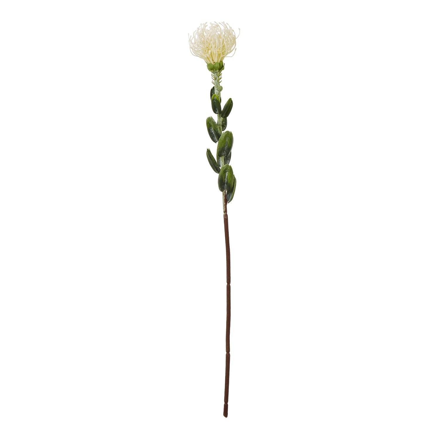 Cream Pincushion Protea Spray - Skandi London