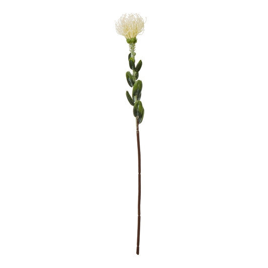 Cream Pincushion Protea Spray - Skandi London