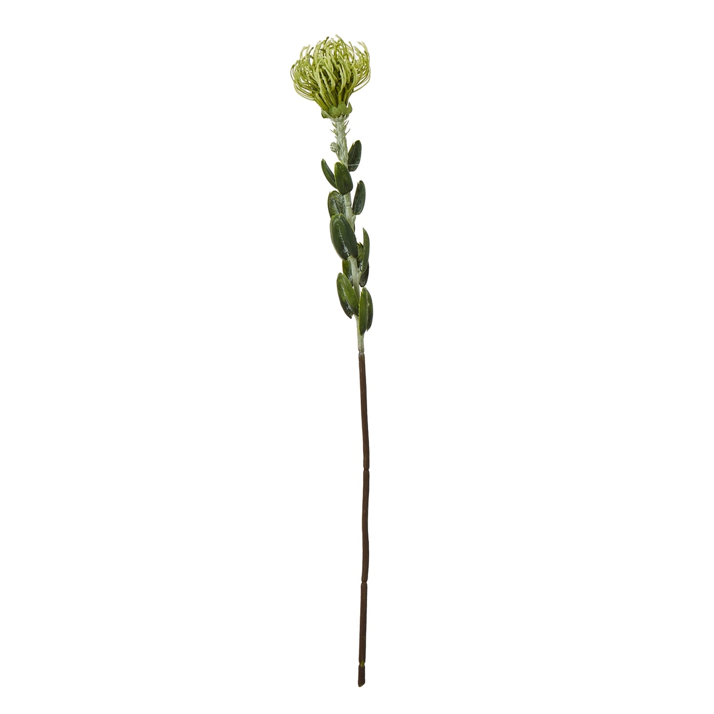 Green Pincushion Protea Spray - Skandi London