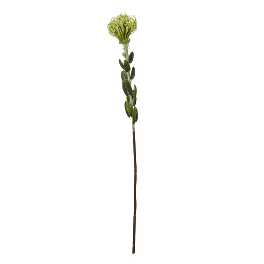 Green Pincushion Protea Spray - Skandi London