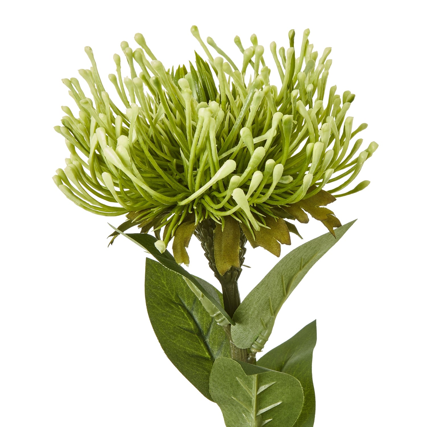 Green Protea Lorea Stem - Skandi London