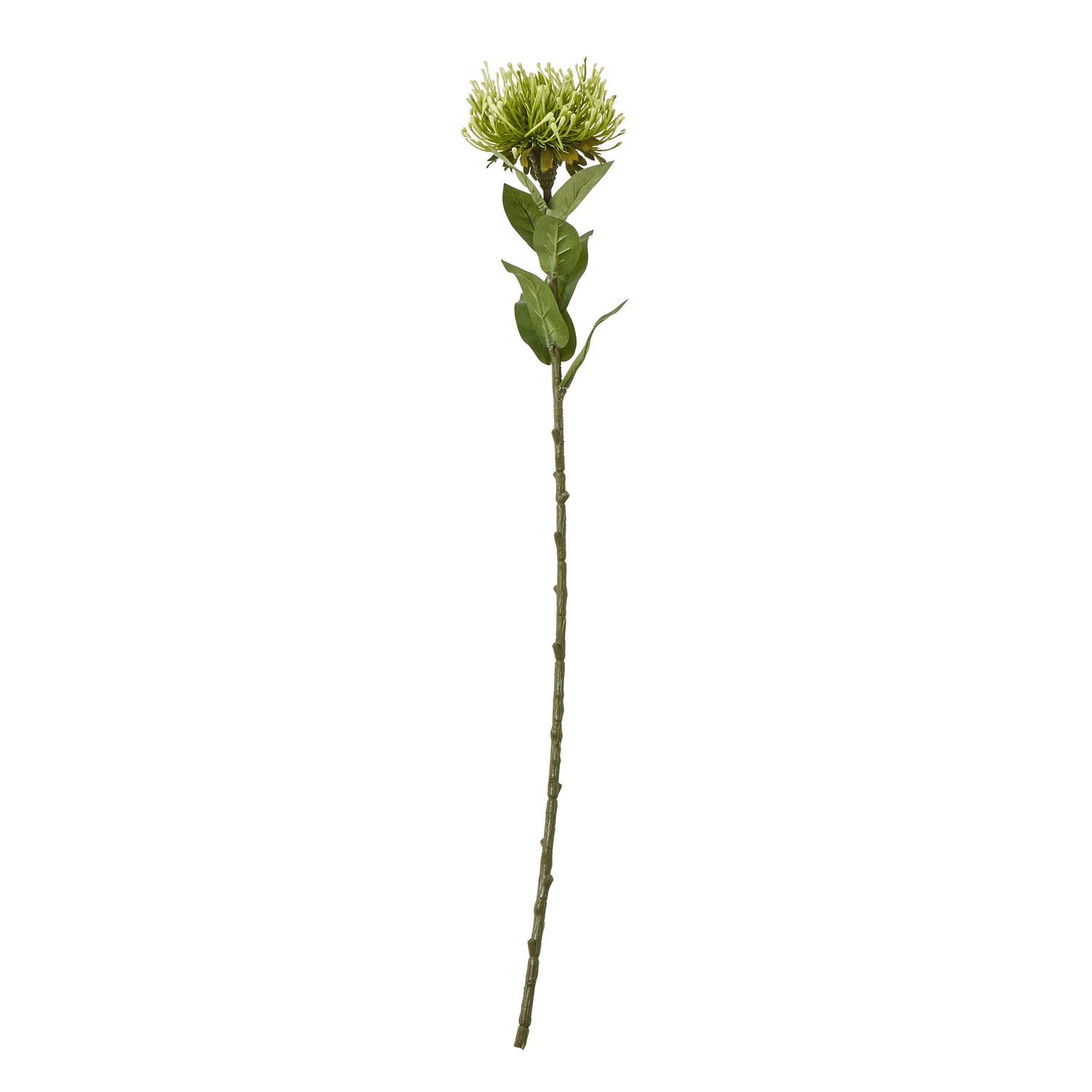 Green Protea Lorea Stem - Skandi London