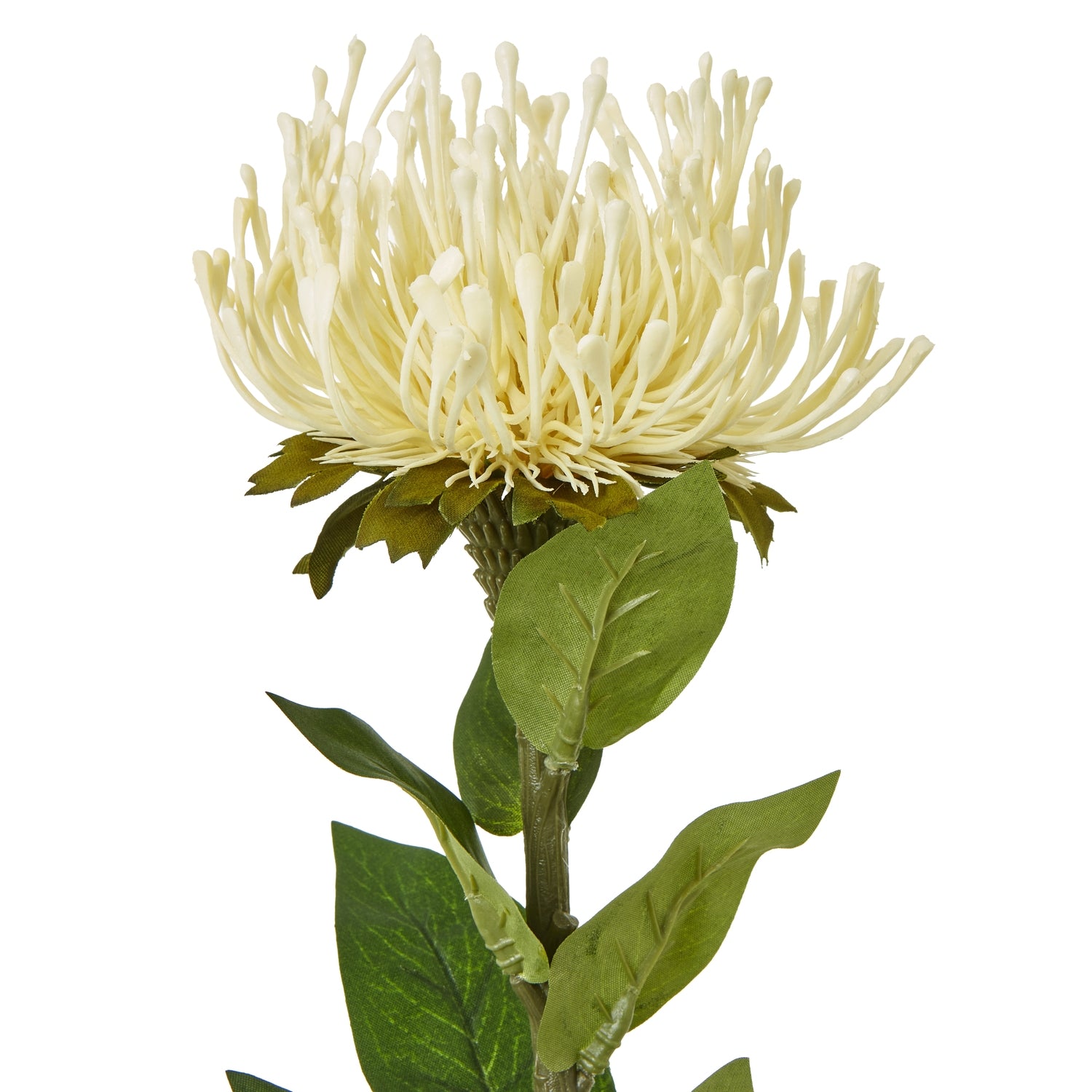 Cream Protea Lorea Stem - Skandi London