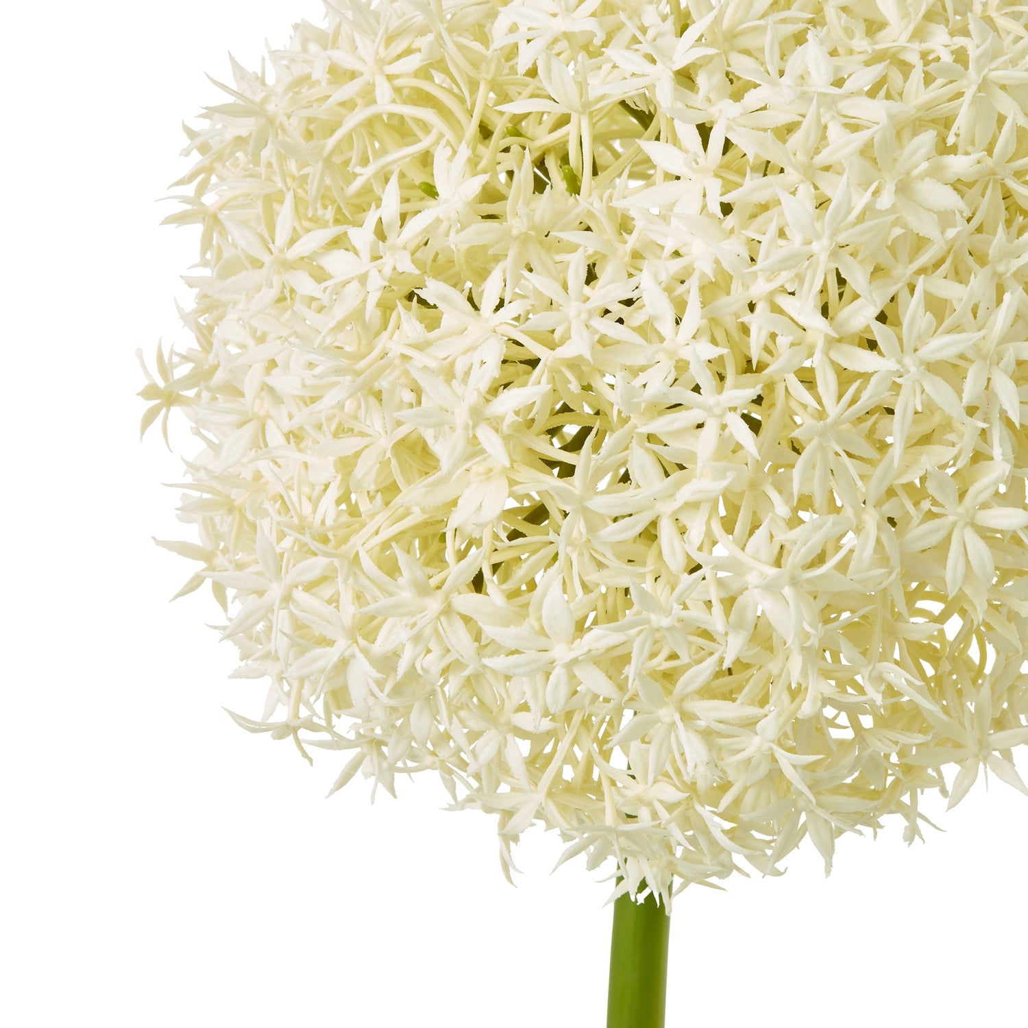 Cream Giant Allium Stem - Skandi London