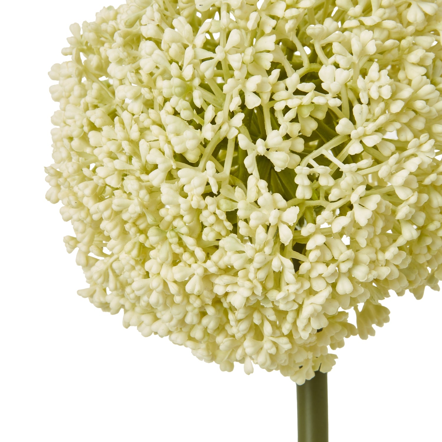 Cream Allium Stem - Skandi London