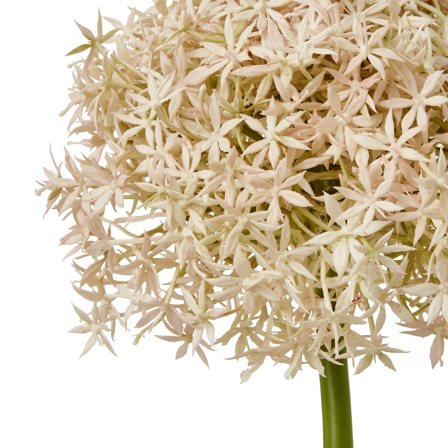 Pink Giant Allium Stem - Skandi London