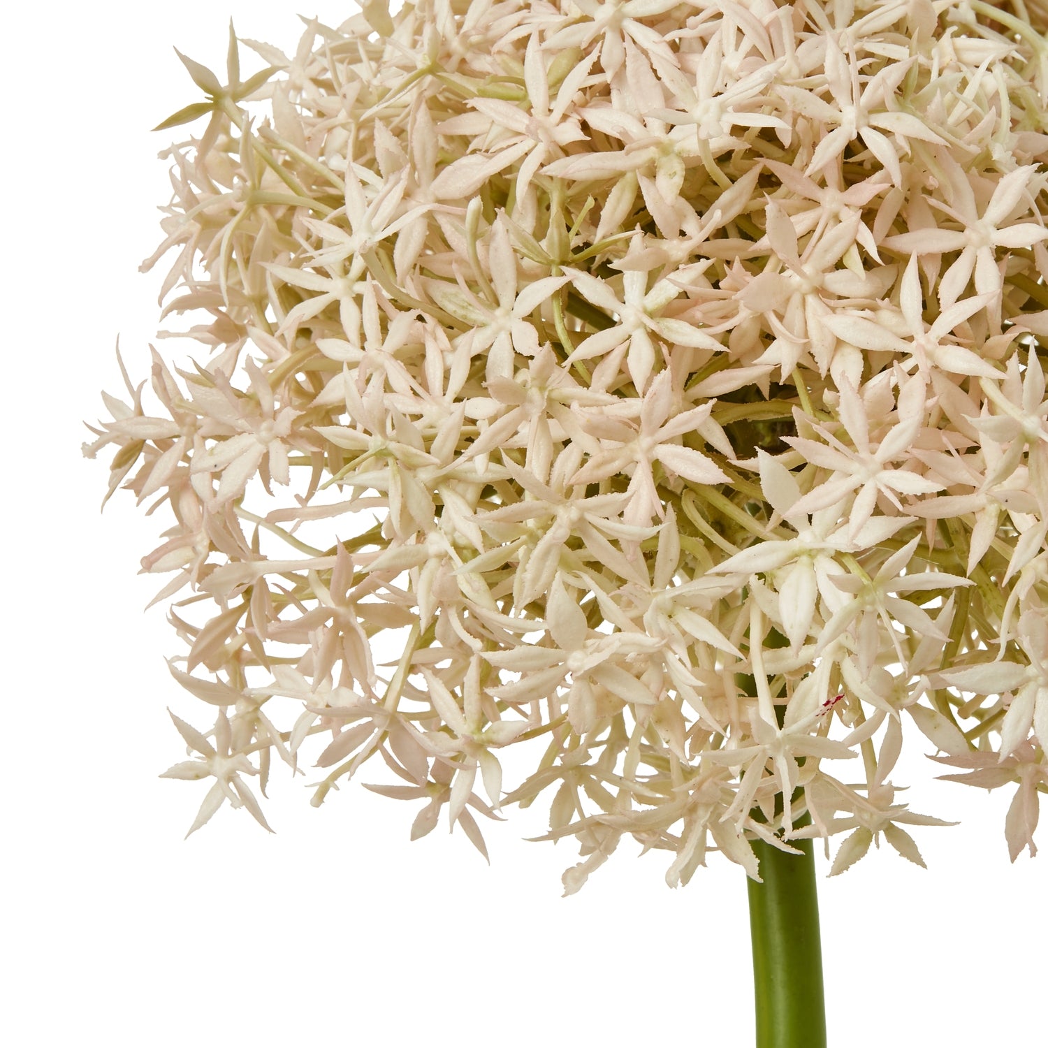 Pink Giant Allium Stem - Skandi London