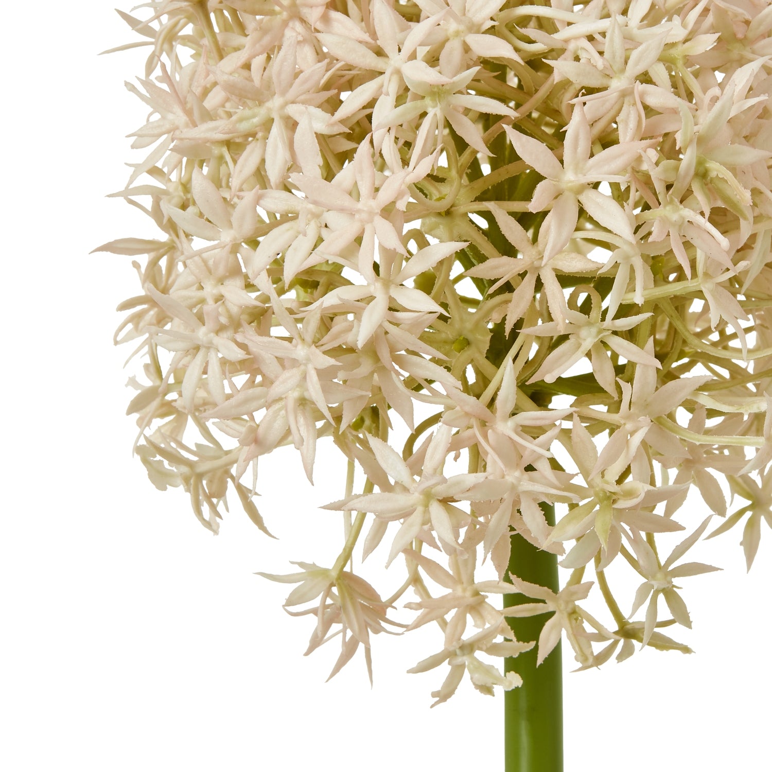 Pink Medium Allium Stem - Skandi London