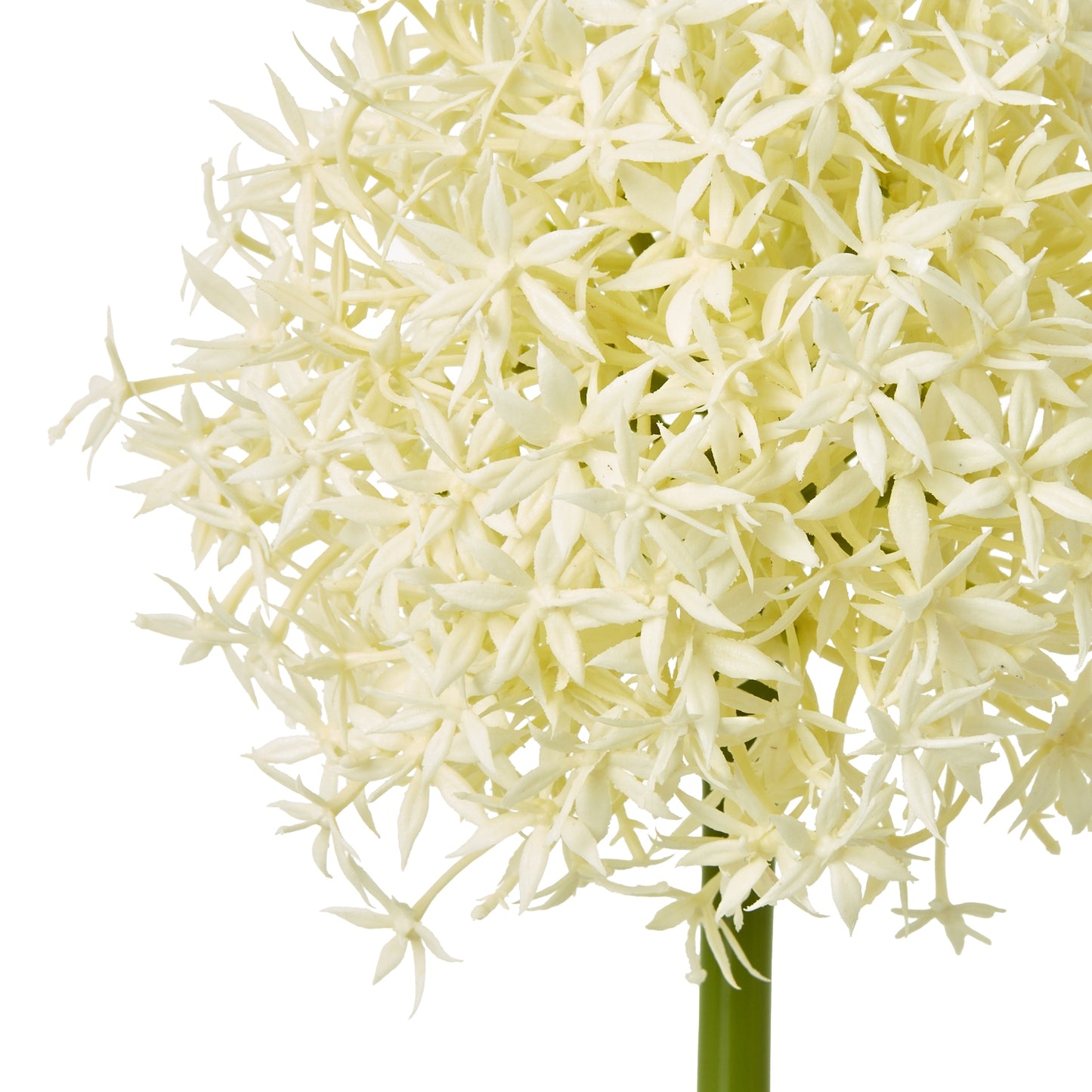 Cream Medium Allium Stem - Skandi London