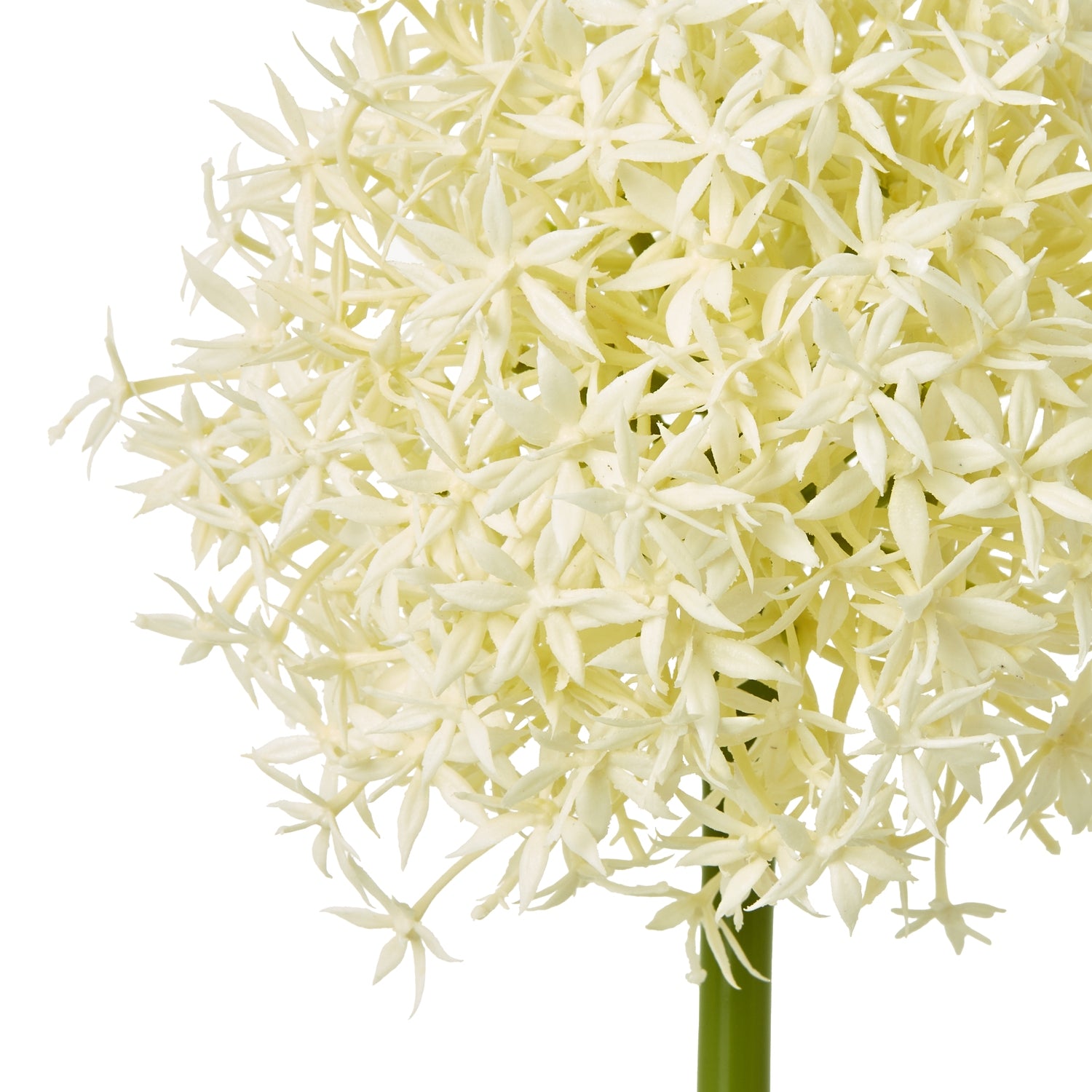 Cream Medium Allium Stem - Skandi London