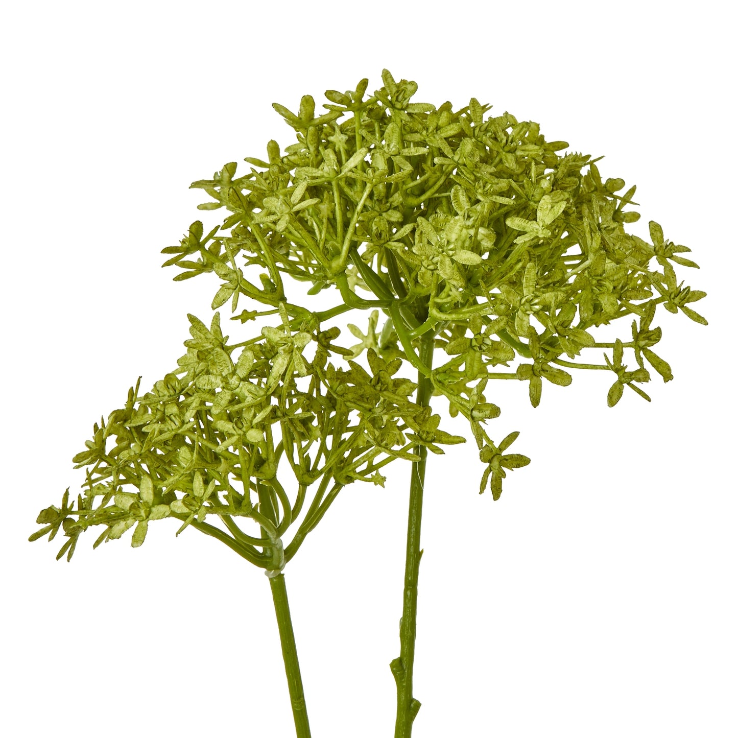 Green Crown Hydrangea Stem - Skandi London