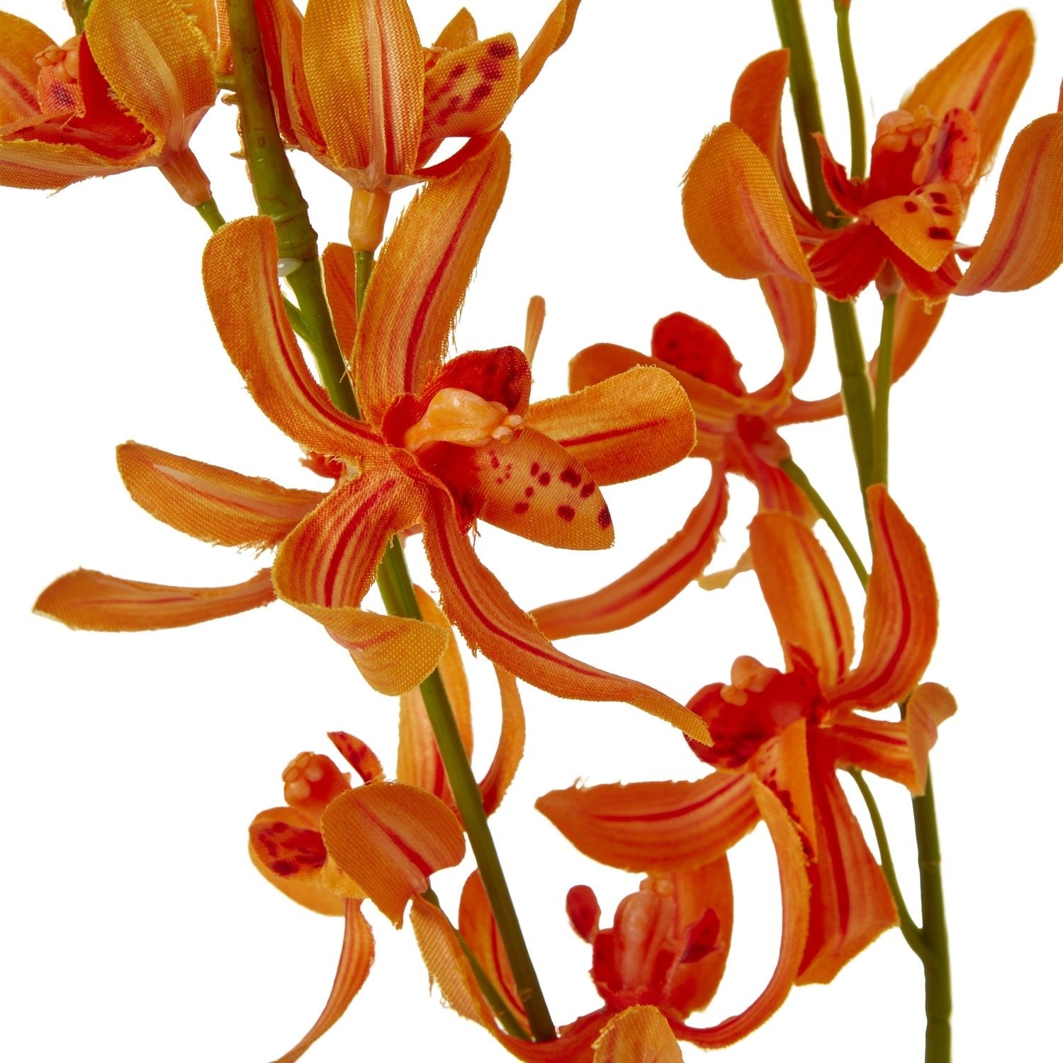 Orange Cymbidium Spray - Skandi London