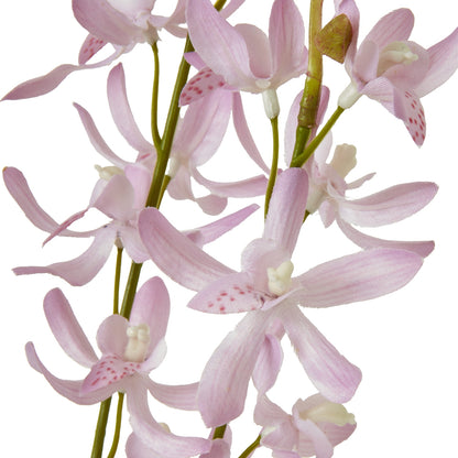 Lilac Cymbidium Spray - Skandi London