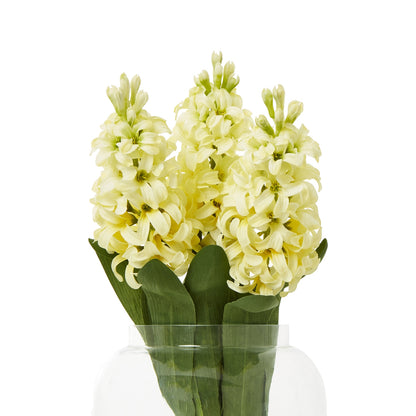 Yellow Hyacinth Stem - Skandi London