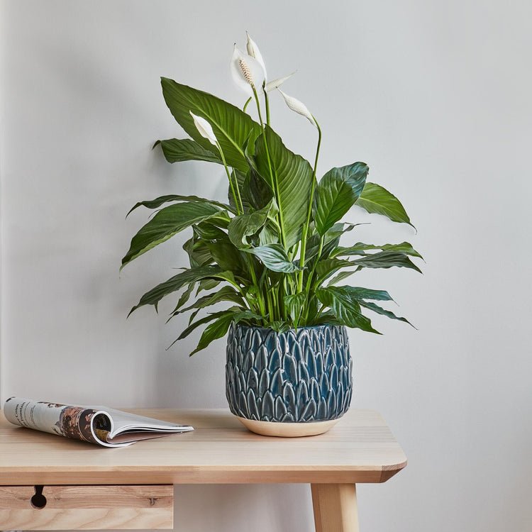 Arles Leaf Embossed Teal Planter H20Cm W22Cm - Skandi London