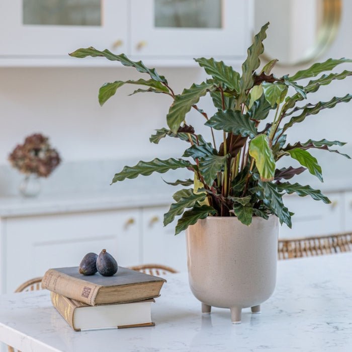 Alfta Wheat Speckled Planter Medium - Medium - Skandi London