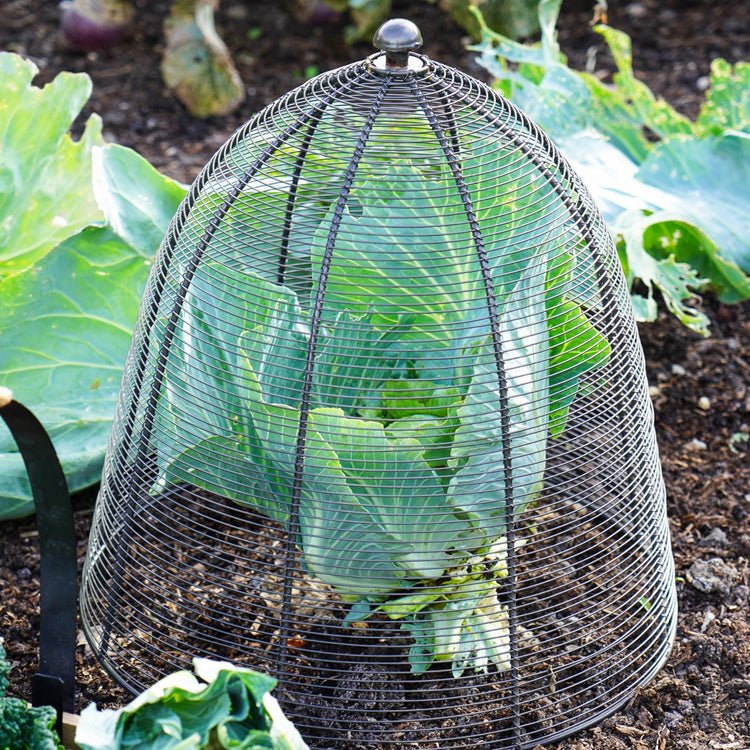 Outdoor Wired Plant Protector Zinc H48cm W36 - Skandi London