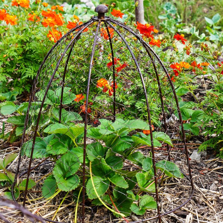 Outdoor Wire Netted Plant Protector Bronze H55cm W47 - Skandi London